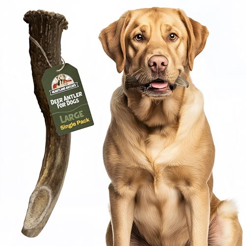 Heartland Deer Antlers for Dogs (Large, 6–8', 1-Pack) – Grade A, Naturally Shed | Long-Lasting,...